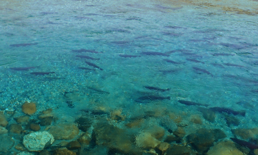 Swimming Chinook Salmon